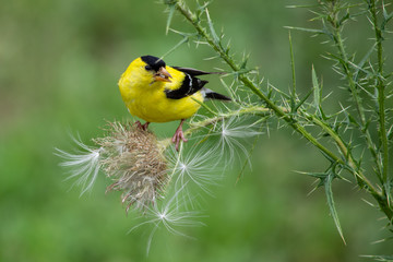 Goldfinch