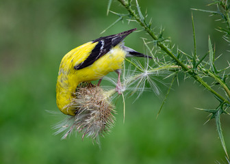Goldfinch eating