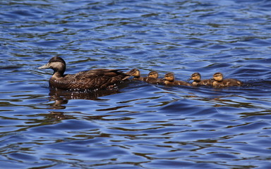 ducks on the lake