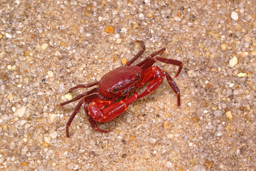 Red land crab (Phricotelphusa limula)(Male) , One of world most beautiful fresh water crabs, It’s native only in Phuket island, Thailand. It’s also known as waterfalls crab.Very rare and protected.