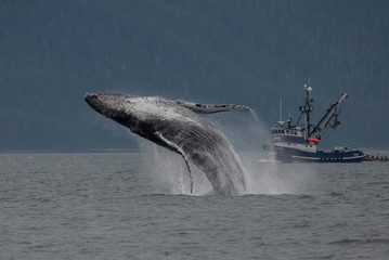 Breaching Humpback Whale