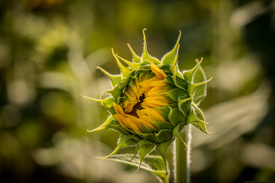 Sunflower fields in Colorado near Denver International Airport