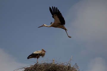 Stork Family
