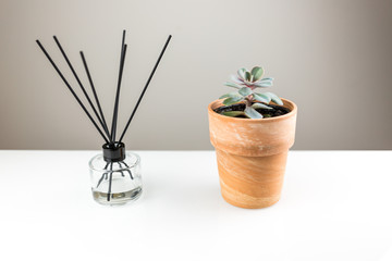Aromatizer or perfume stick. Aromatic air freshener in a transparent glass bottle with black reeds and succulent plant in a pot on a white book shelf or desk.