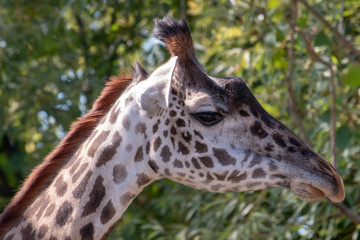 Obraz premium Masai giraffe head shot portrait photo