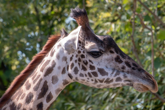 Masai giraffe head shot portrait photo