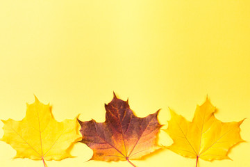 Naklejka na ściany i meble Autumn maple leaves on yellow background