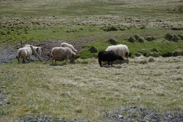 Naklejka na ściany i meble Sheeps in Iceland