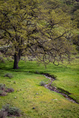 Large oak tree in the top half with fresh green grass and tiny stream zig zagging from left to right and ending in Alameda Creek