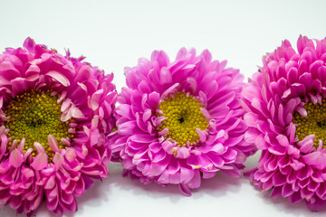 flowers isolated on white background