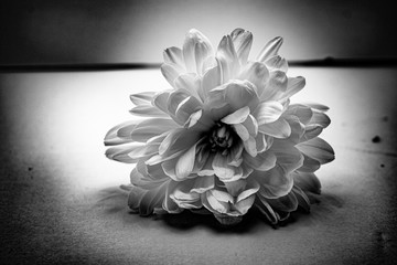 black and white abstract flower