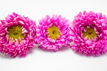 bouquet of flowers isolated on white background