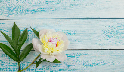 Fototapeta na wymiar beautiful peony flower on wooden blue background. the view from the top. Valentine's day card.