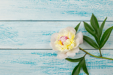 beautiful peony flower on wooden blue background. the view from the top. Valentine's day card.
