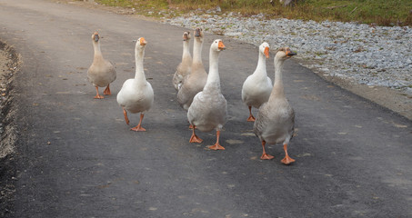 poultry. gray domestic geese are on the road in the village.