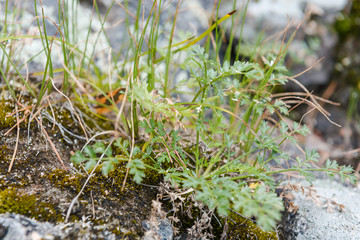 Plants grow on large stones. Stones on the river bank. Green plants on the stones. Plants in extreme conditions. Plants in the summer on the stones. The nature of the Altai Mountains.