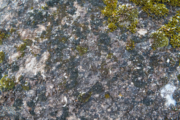 Green moss grows on stones. Wild nature. Moss on the stones close-up. The texture of the stone. The texture of the moss.