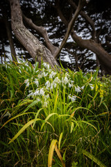 White flowers grow in front of a dark california cypress tree