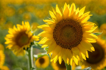 Sunflower fields in Colorado near Denver International Airport