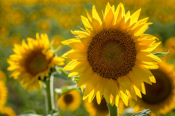 Sunflower fields in Colorado near Denver International Airport