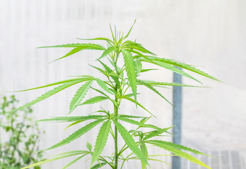 Close up Cannabis Marijuana green leaves herb plants (Cannabis sativa) growing in the farm