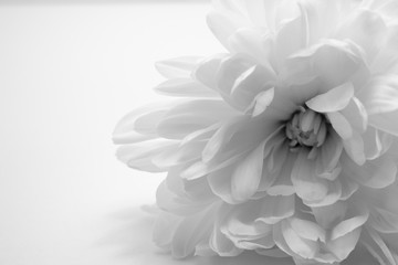 abstract floral background with white flowers