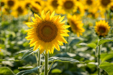 Sunflower fields in Colorado near Denver International Airport