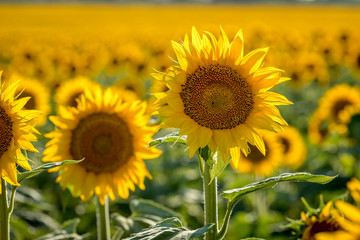 Sunflower fields in Colorado near Denver International Airport