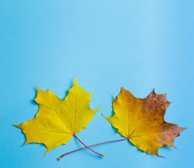 Autumn background. Bright leaves on blue background. The concept of autumn minimalism.