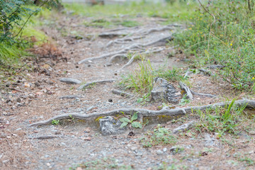 forest trail. Hiking trail through the forest. walk through the woods.