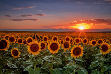 Sunset in sunflower fields in Colorado near Denver International Airport © Teri