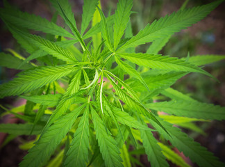 Close up Cannabis Marijuana green leaves herb plants (Cannabis sativa) growing in the farm