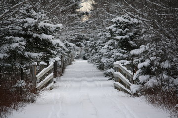 Snowy Trail