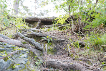 Fototapeta premium forest trail. Hiking trail through the forest. walk through the woods.