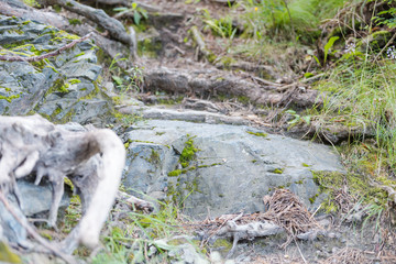forest trail. Hiking trail through the forest. walk through the woods.