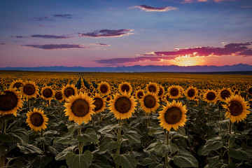 Fototapeta premium Sunset in sunflower fields in Colorado near Denver International Airport