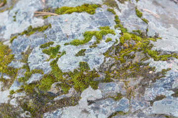 Green moss grows on stones. Wild nature. Moss on the stones close-up. The texture of the stone. The texture of the moss.