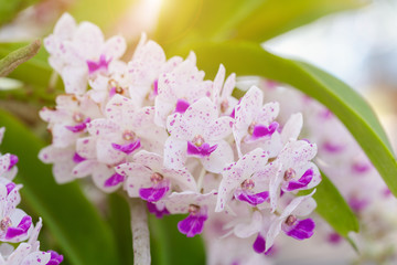 Orchid flower in orchid garden at winter or spring day for postcard beauty and agriculture design....