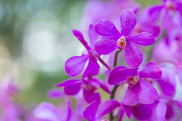 Fototapeta na wymiar Orchid flower in orchid garden at winter or spring day for postcard beauty and agriculture design. Mokara Orchidaceae.