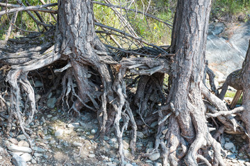 forest trail. Hiking trail through the forest. walk through the woods.