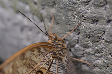 Schmetterling