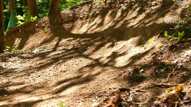 Professional bicyclist riding dh mountain bike on forest downhill. Cyclist riding on forest trail on full suspension mountain bicycle. Exteme bicycle rider training trick on dusty path