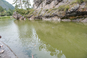 large fish in the lake. colored trout in the water. the fish in the cart eats. feed the fish. red and yellow trout. fishing on the lake.