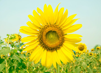 Fototapeta premium Sunflower