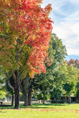 Bright orange oak leaves and green lawn with blue sky and clouds with a house in the background in Jacksonville Oregon