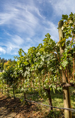 Fototapeta premium Trellised grape vines with blue sky and light clouds