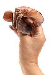 Naklejka premium 生キクラゲ