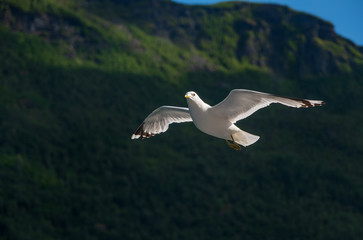Seagull in sky. Aurlandsfjord, Norway. July 2019