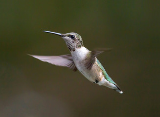 Fototapeta na wymiar A Young Male Ruby-Throated Hummmingbird in Flight