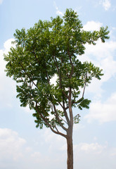 Neem tree